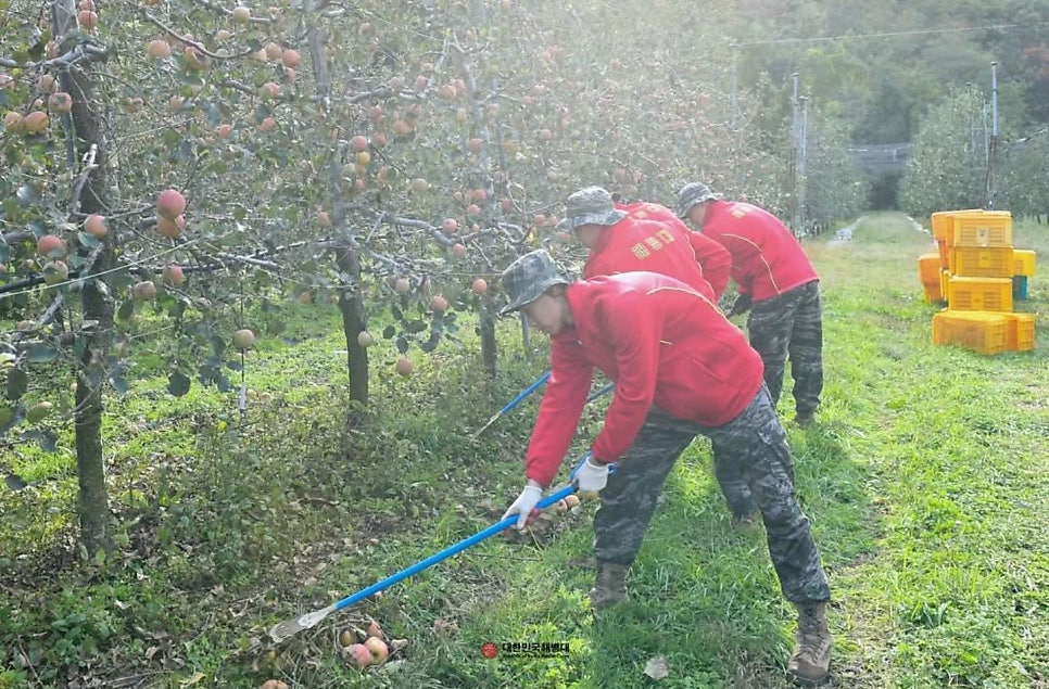 해병대 1사단, 포항 구룡포 등서 가을철 농번기 대민지원 3,409명 투입